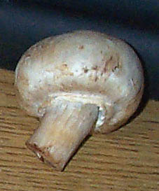 mushroom