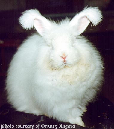 fluffy bunny
